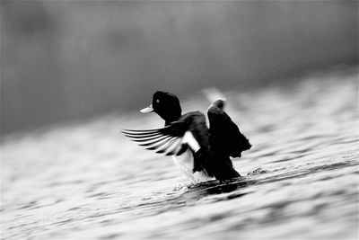 High angle view of bird flying over lake
