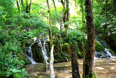 Trees in water