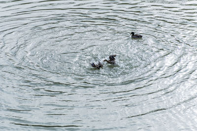 High angle view of duck swimming in lake