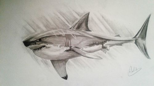 High angle view of fish in water