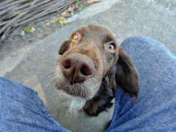 Portrait of dog