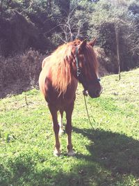 Horse standing on field