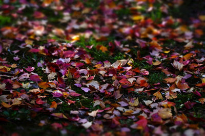 Close-up of fallen maple leaves