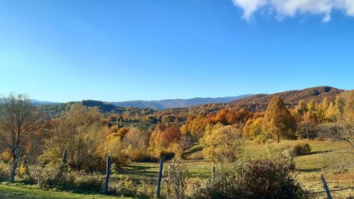 Trees on field against sky during autumn