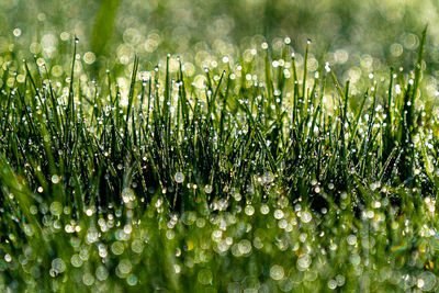 Close-up of wet grass on field