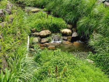 View of sheep in pond