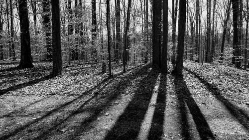 View of trees in the forest