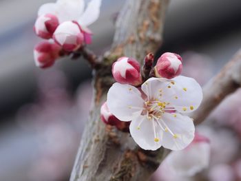 Close-up of pink cherry blossom