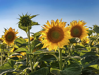 Close-up of sunflower against blue sky