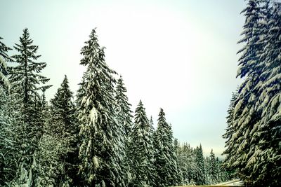 Low angle view of trees against sky