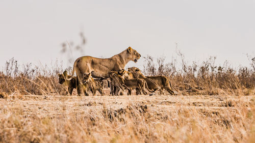 Lioness feeding cubs against clear sky