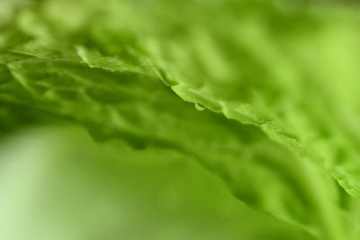 Close-up of fresh green leaf