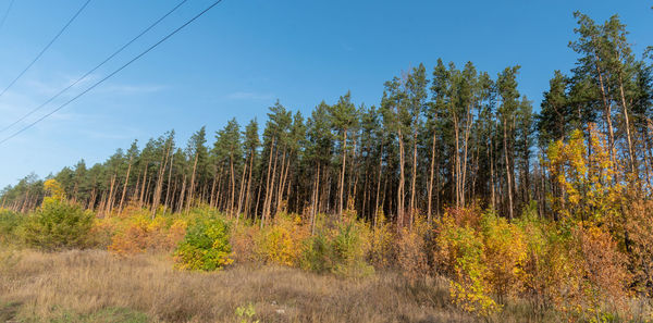 Low angle view of trees on field against sky