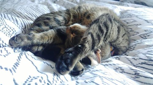 Close-up of cat sleeping on bed