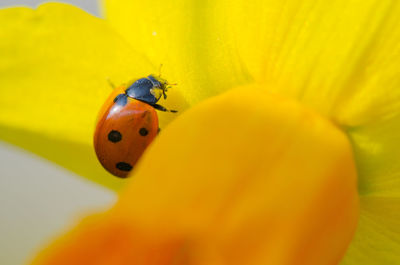 Close-up of ladybug on yellow flower