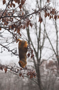 View of squirrel on tree branch