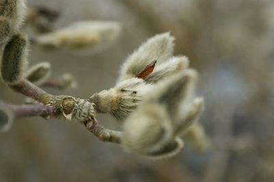 Close-up of plant