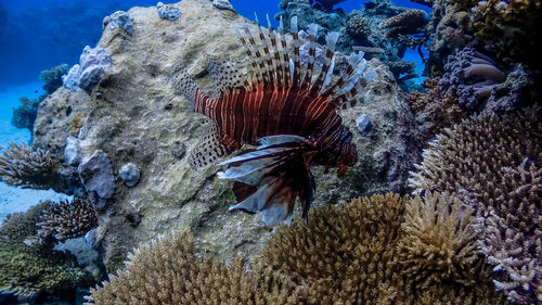 Fish swimming in sea