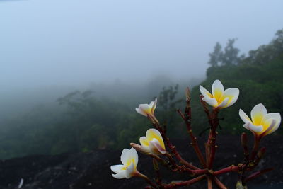 Close-up of flowering plant against sky