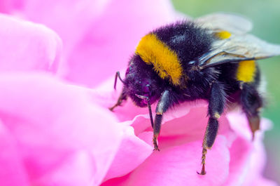 Close-up of bee pollinating on pink flower