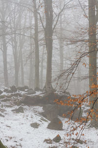 Trees on snow covered landscape