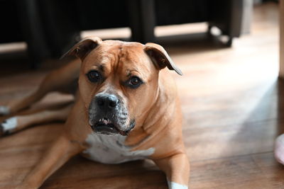 Portrait of dog relaxing on floor