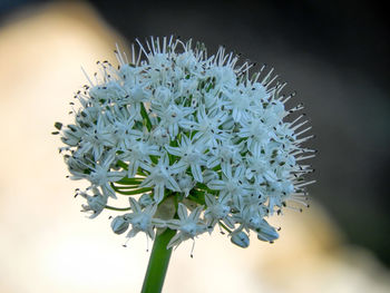 Close-up of flowers