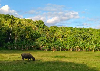 Buffalo grazing on field against sky
