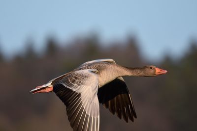 Close-up of a goose flying against blue sky