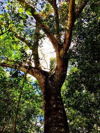 Low angle view of trees