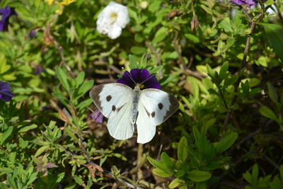 Close-up of butterfly on purple flowering plant