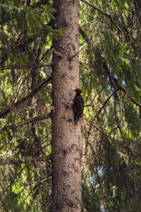 Bird perching on a tree