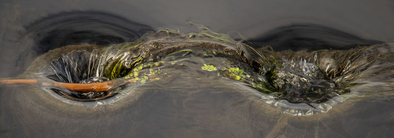 High angle view of turtle swimming in lake