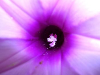 Close-up of insect on pink flower