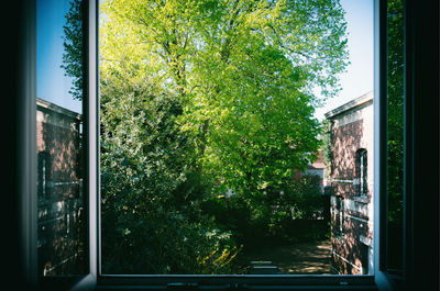 Trees and plants seen through glass window of building