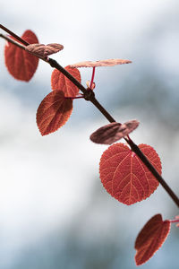 Close-up of red leaves on tree