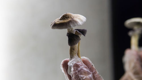 Close-up of hand holding mushroom