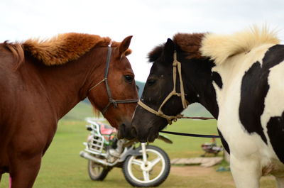 Close-up of horses