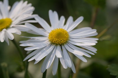 Close-up of white daisies blooming in park