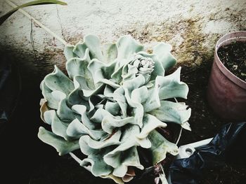 High angle view of succulent plant in pot