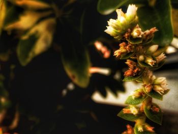 Close-up of flowering plant