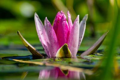 Close-up of lotus water lily in pond