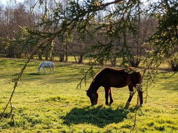 Horse grazing in a field