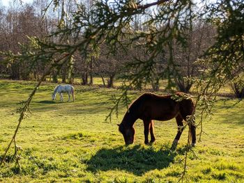 Horses grazing in a field