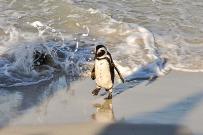Close-up of humboldt penguin walking on shore