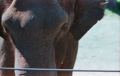 Close-up of elephant