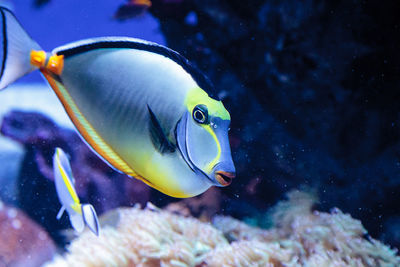 Close-up of naso tang fish swimming in aquarium