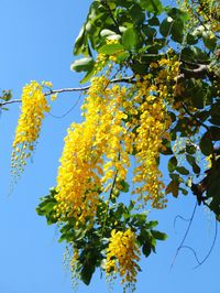 Low angle view of yellow flowering plant against clear sky