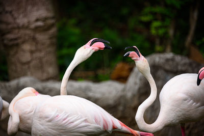 Close-up of birds