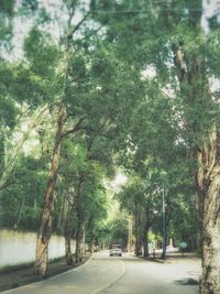 Road along trees